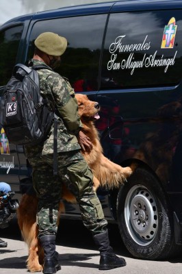 Sniffer dog 'Cirilo' is seen next to the hearse transporting the remains of his workmate, commander of the First Canine Battalion of the Honduran Armed Forced Marco Antonio Argueta Chavez, who died from COVID-19 in Tegucigalpa, on July 8, 2020. - In Honduras there are over 25,000 confirmed cases of the new coronavirus, from which 677 people have died. (Photo by ORLANDO SIERRA / AFP)
